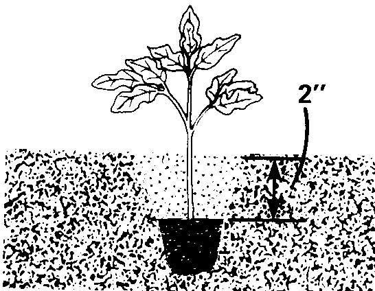 A diagram showing the proper placement of the peat cup. It should be 2 inches below the soil level.